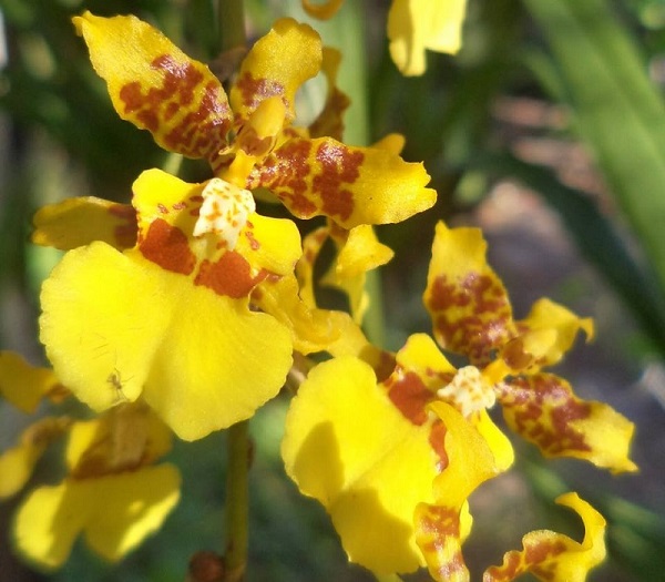 Oncidium Orchid Care, Dancing Lady Orchid Care