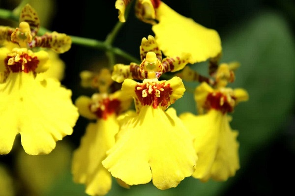 Oncidium Orchid, Dancing Lady Orchid