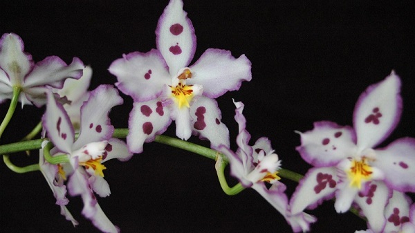 Oncidium Orchid Care, Dancing Lady Orchid Care