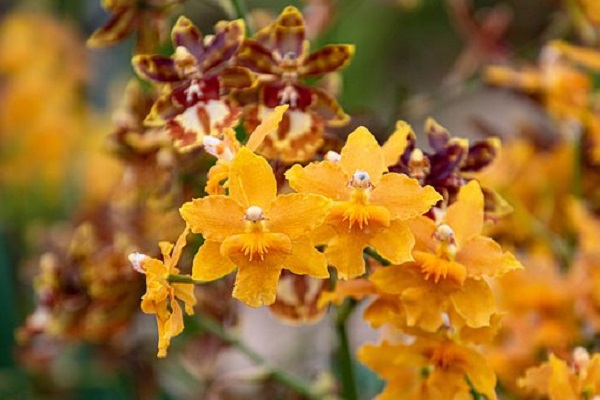 Oncidium Orchid, Dancing Lady Orchid