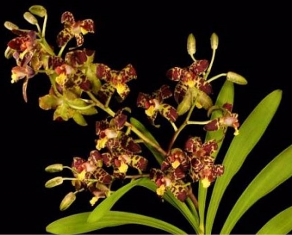 Leopard Orchid, Ansellia africana