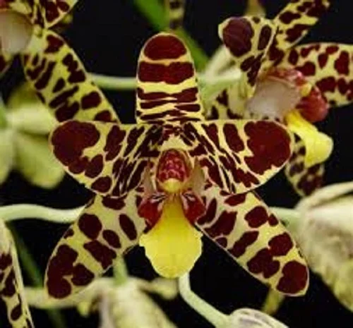 Leopard Orchid, Ansellia africana