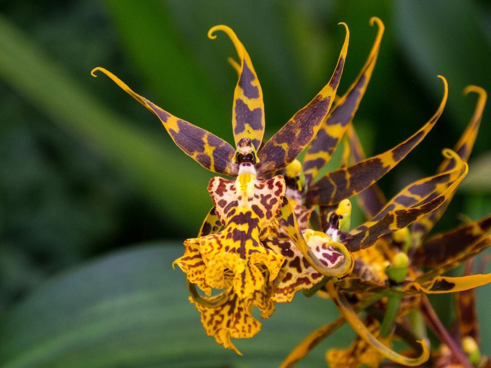 Indoor Orchid, Spider Orchid, Brassia Orchid