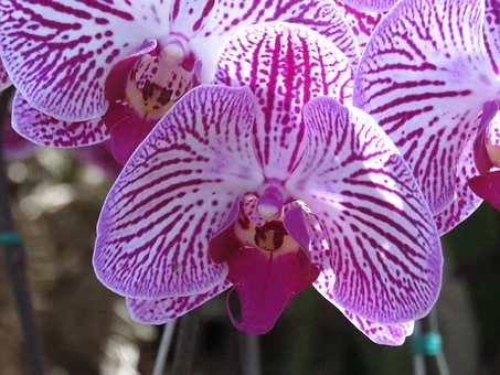 Cattleya Orchid Care, Corsage Orchid Care, Catts Care