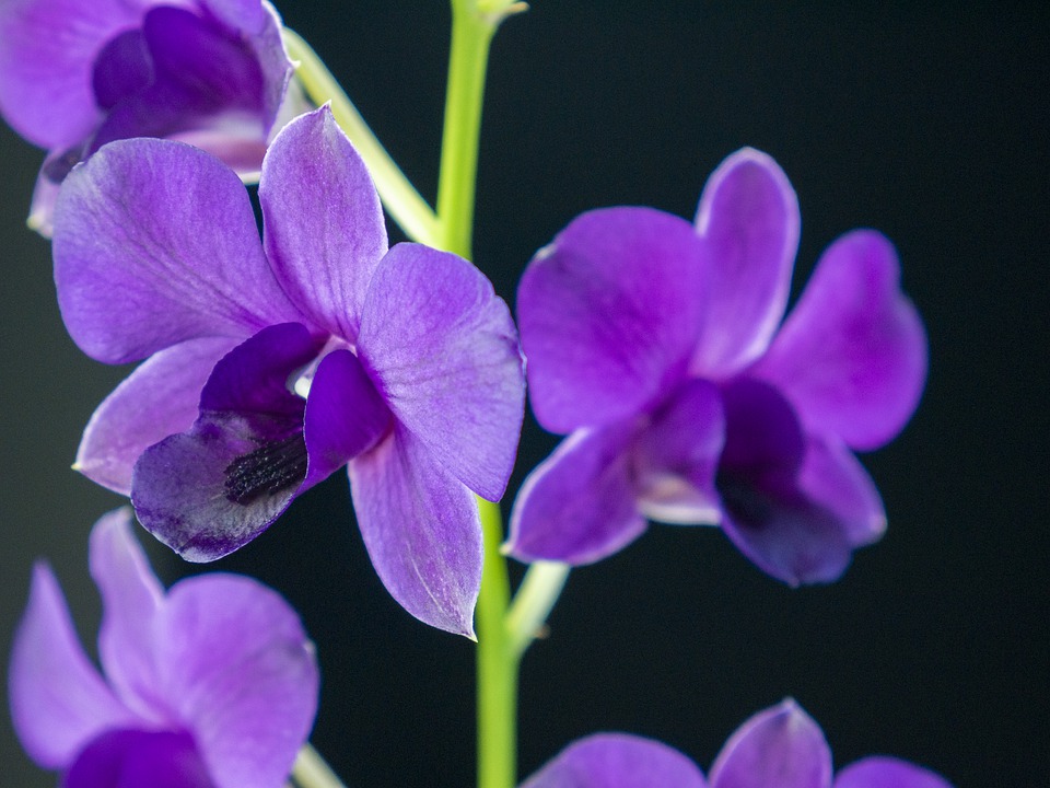 Indoor Orchid, Dendrobium Orchid, Dendrobium spp