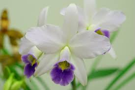 Indoor Orchid, Laelia Orchid