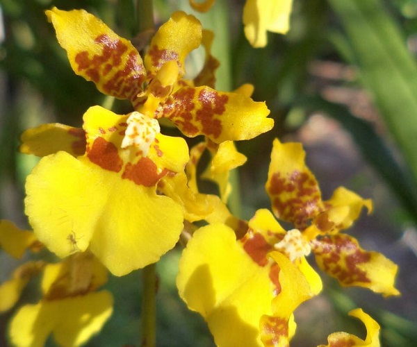 Indoor Orchid, Oncidium Orchid