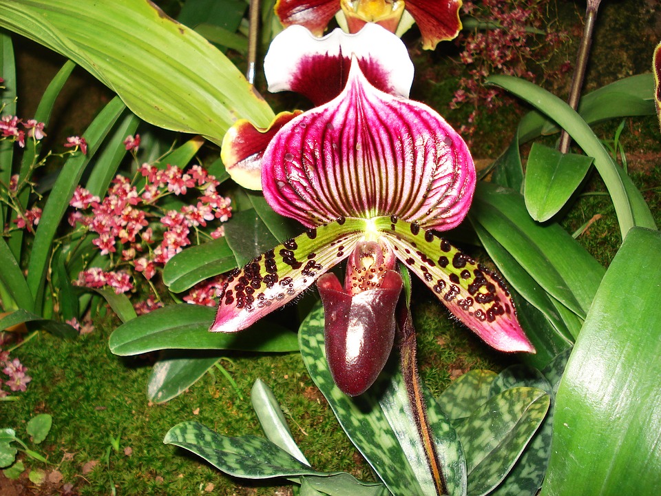 Paphiopedilum Orchid, Lady Slipper Orchid