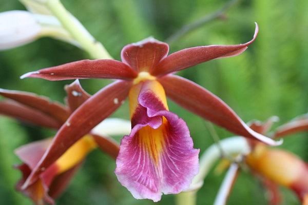 Indoor Orchid, Nun Orchid
