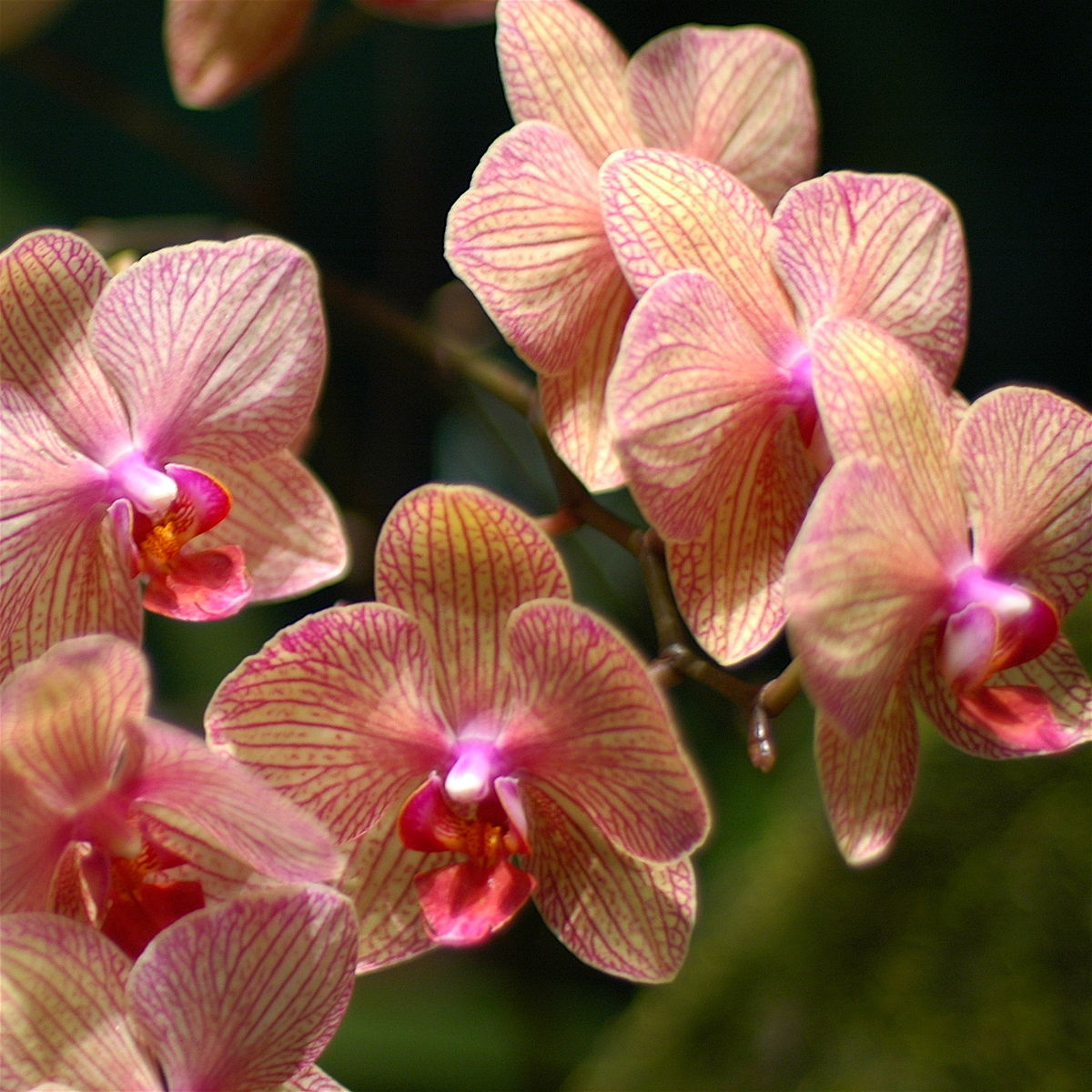 Indoor Orchid, Moth Orchid, Phalaenopsis Orchid