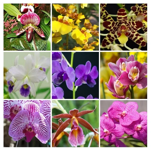 Orchid Plants collage