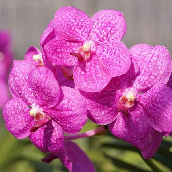 Indoor Orchid, Vanda Orchid