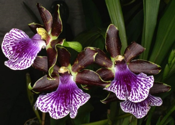 Indoor Orchid, Zygopetalum Orchid