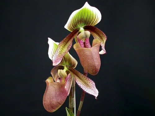 Lady Slippers Orchid, Paphiopedilum Orchid