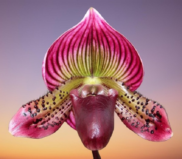 Lady Slippers Orchid Care, Paphiopedilum Orchid Care
