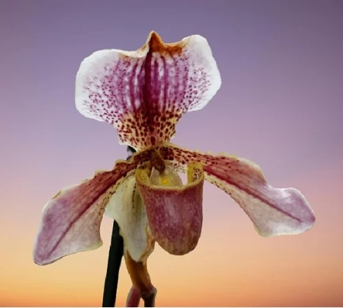 Paphiopedilum Orchid, Lady Slipper Orchid