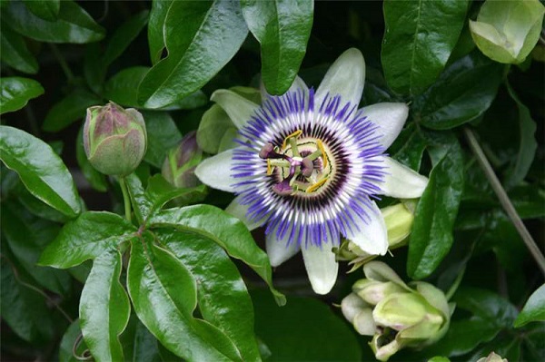 Houseplant, Blue Passionflower