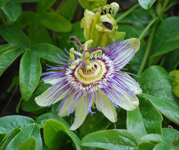 Bluecrown Passionflower Care, Passiflora caerulea Care