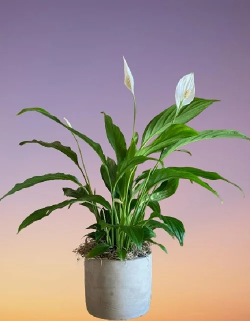 Peace Lily, Spathiphyllum wallisii