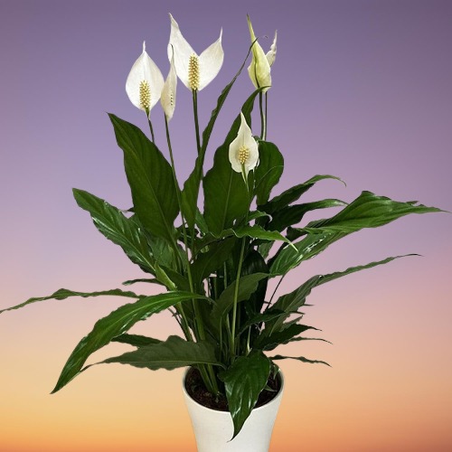 Peace Lily, Spathiphyllum wallisii