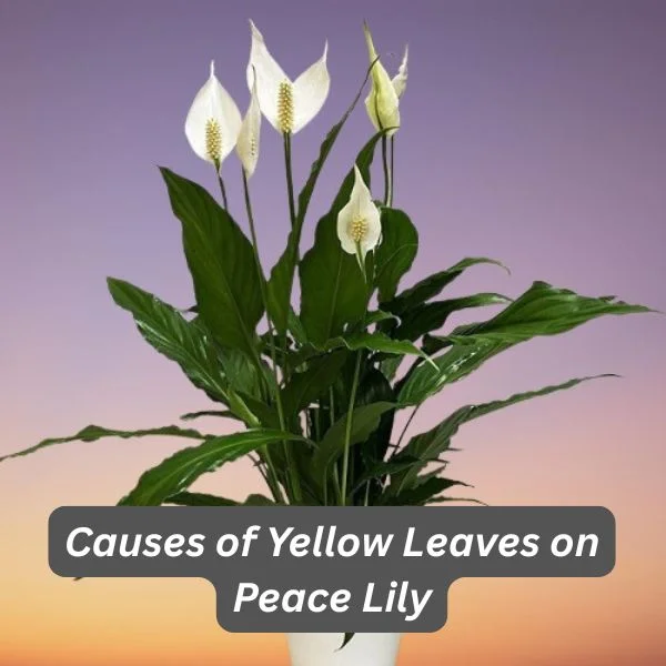 Peace Lily, Spathiphyllum wallisii