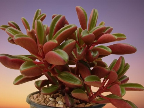 Houseplant, Ruby Glow Peperomia Plant