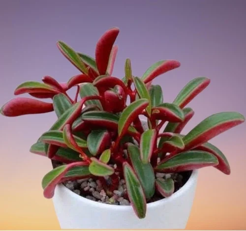 Peperomia graveolens, Ruby Glow Peperomia Plant, Ruby Peperomia