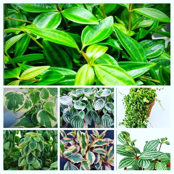 peperomia Plants collage