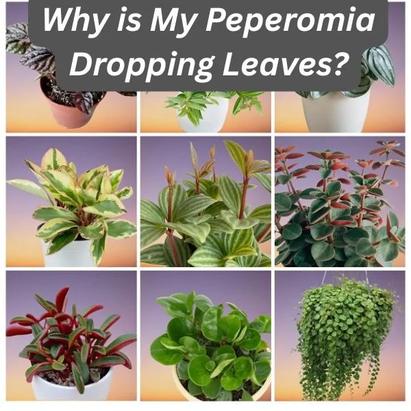Peperomia Plants Collage