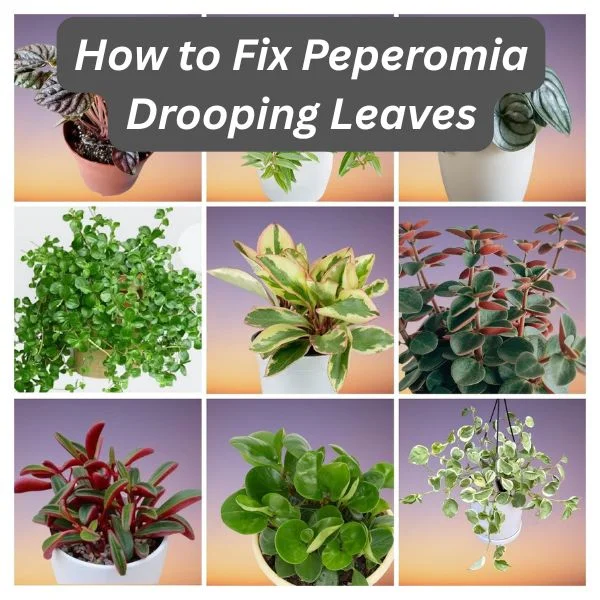 Peperomia Plant