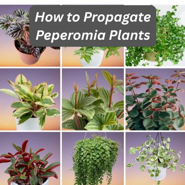 Peperomia Plants Collage