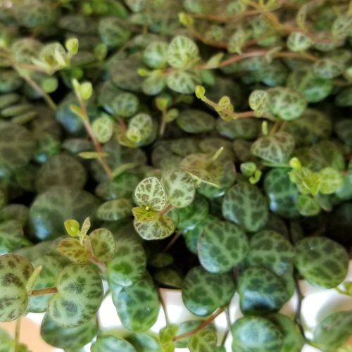 Houseplant, String of Turtles Plant, Margic Marmer Peperomia prostrata