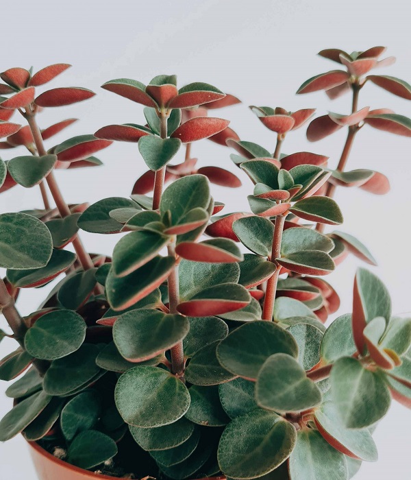 Houseplant, Red Log Plant, Whorled Peperomia, Belly Button, Peperomia verticillata