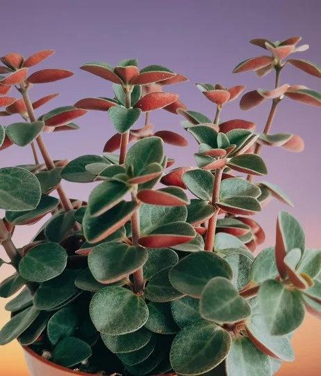 Red Log Plant, Peperomia verticillata, Red Log Peperomia