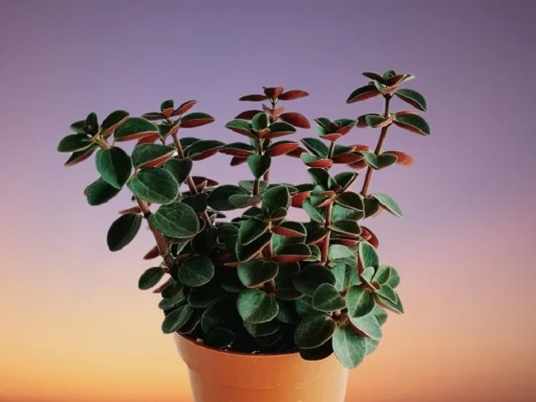 Red Log Plant, Peperomia verticillata, Red Log Peperomia