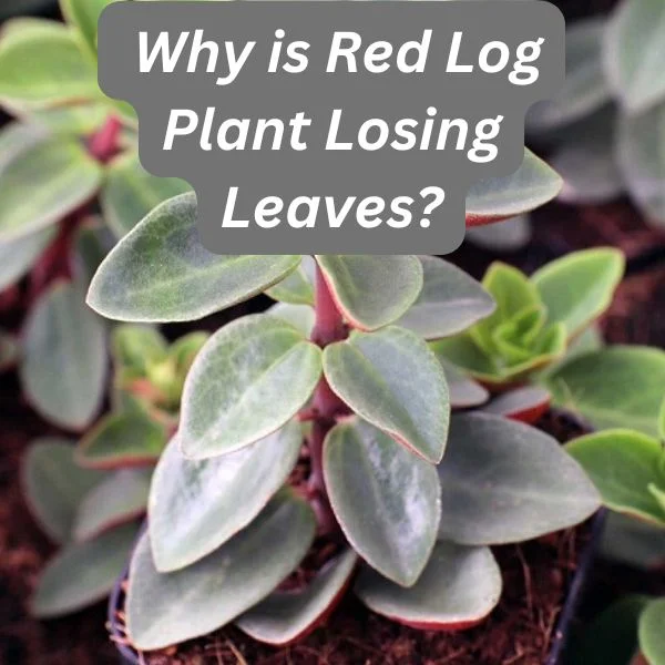 Peperomia verticillata, Red Log Plant