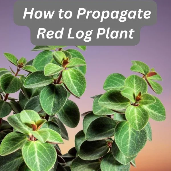 Red Log Plant, Whorled Peperomia, Peperomia verticillata