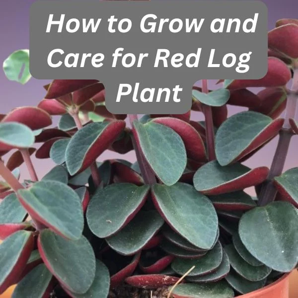 Red Log Plant, Peperomia verticillata, Red Log Peperomia