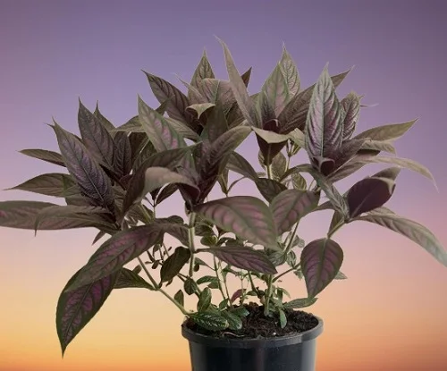 Persian Shield Plant, Strobilanthes dyerianus