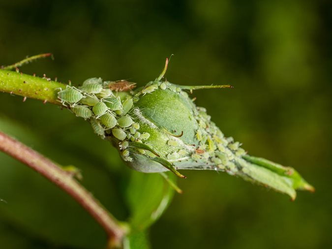 Houseplant Pests, Aphids