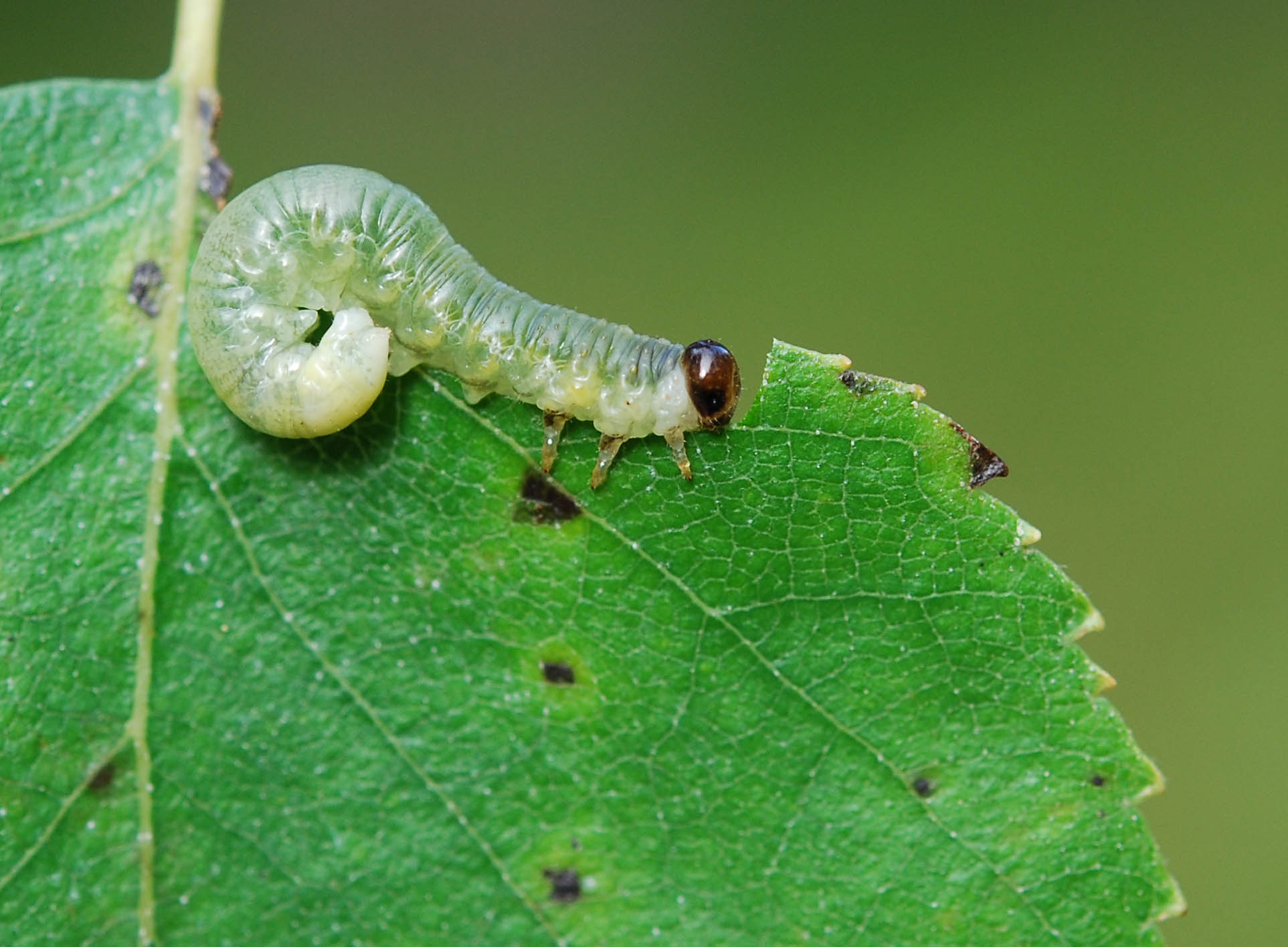 Houseplants Pests, Caterpillar