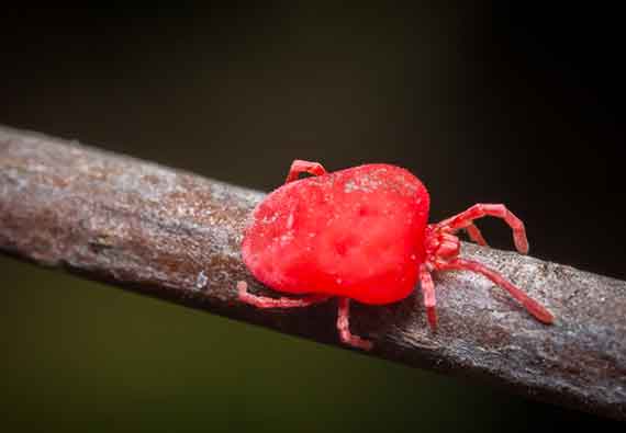 Houseplants Pest, Red Spider Mite