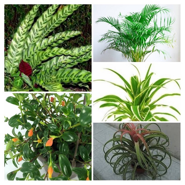Pet Safe Plants collage