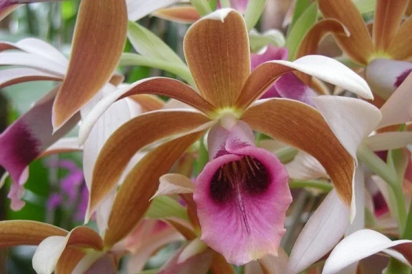 Nun Orchid, Swamp Orchid, Phaius Orchid