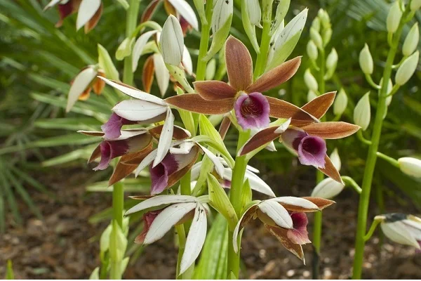 Nun Orchid, Phaius Orchid