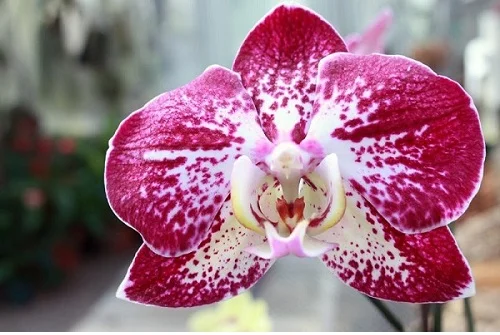 Moth Orchid, Phalaenopsis Orchid