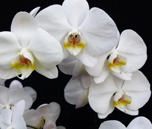 Moth Orchid, Phalaenopsis Orchid
