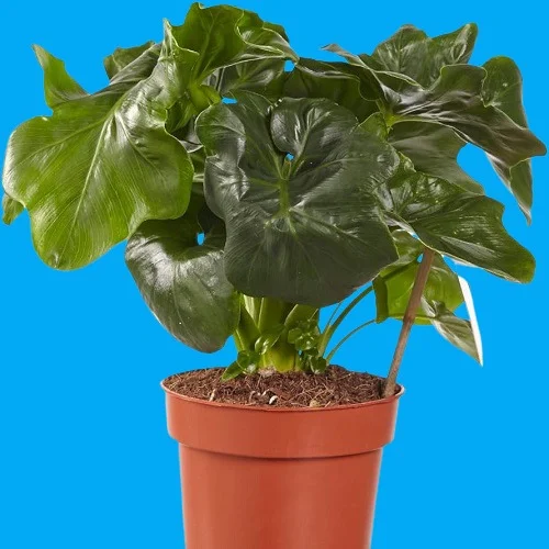 Philodendron Atom