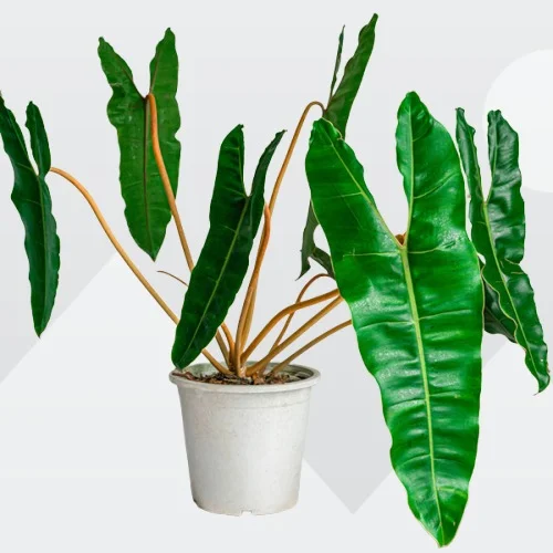 Philodendron billietiae