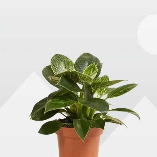 Philodendron hederaceum 'Brasil'